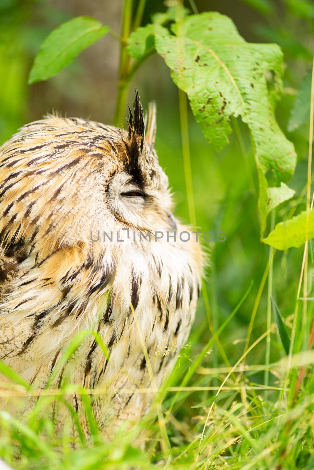Portrait of a Siberian Eagle Owl ( Bubo Bubo Sibericus ) head with green background outdoors