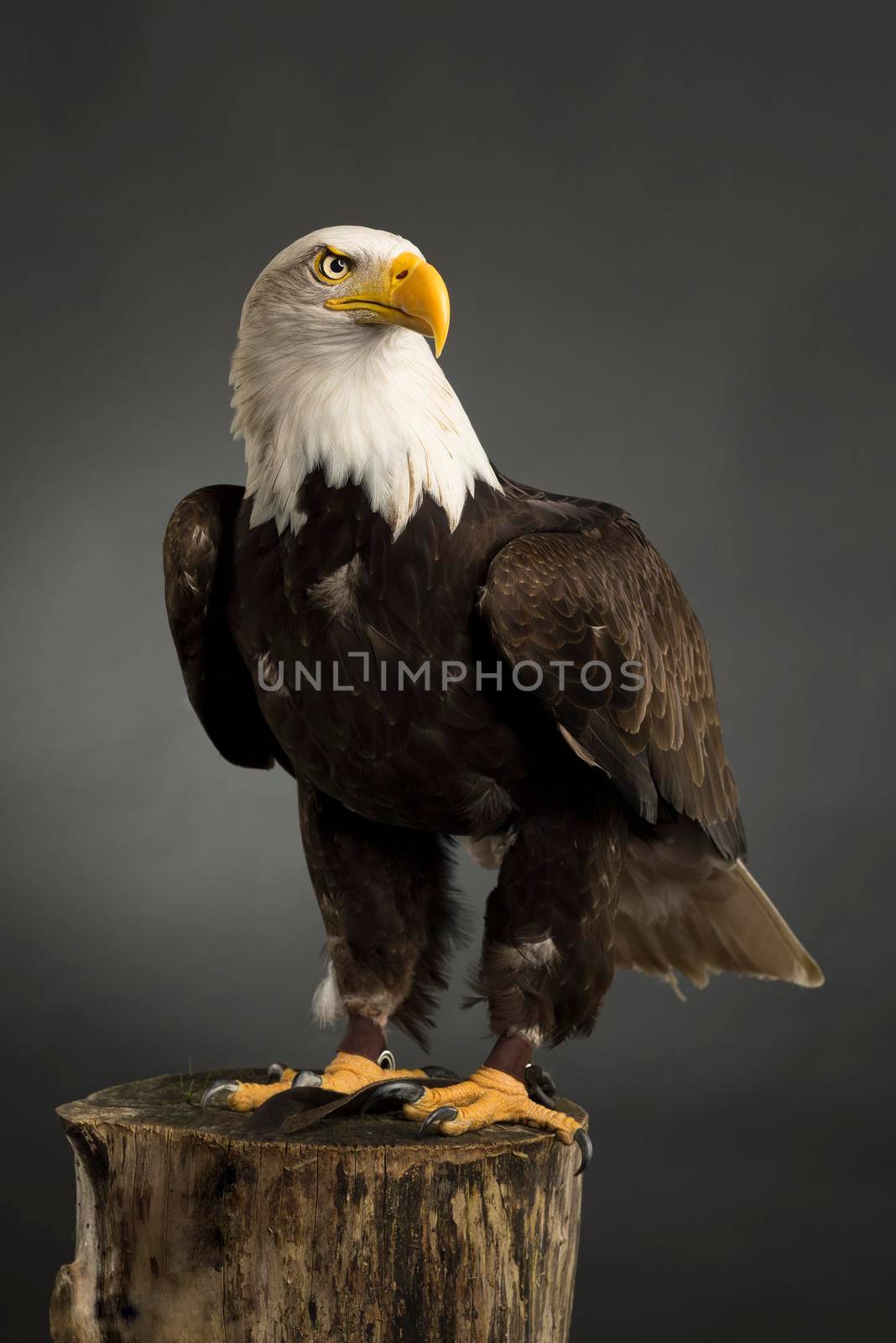 Portrait ( whole body ) of an American Bald Eagle taken in a studio ( Haliaeetus Leucocephalus ) Bird of prey predator