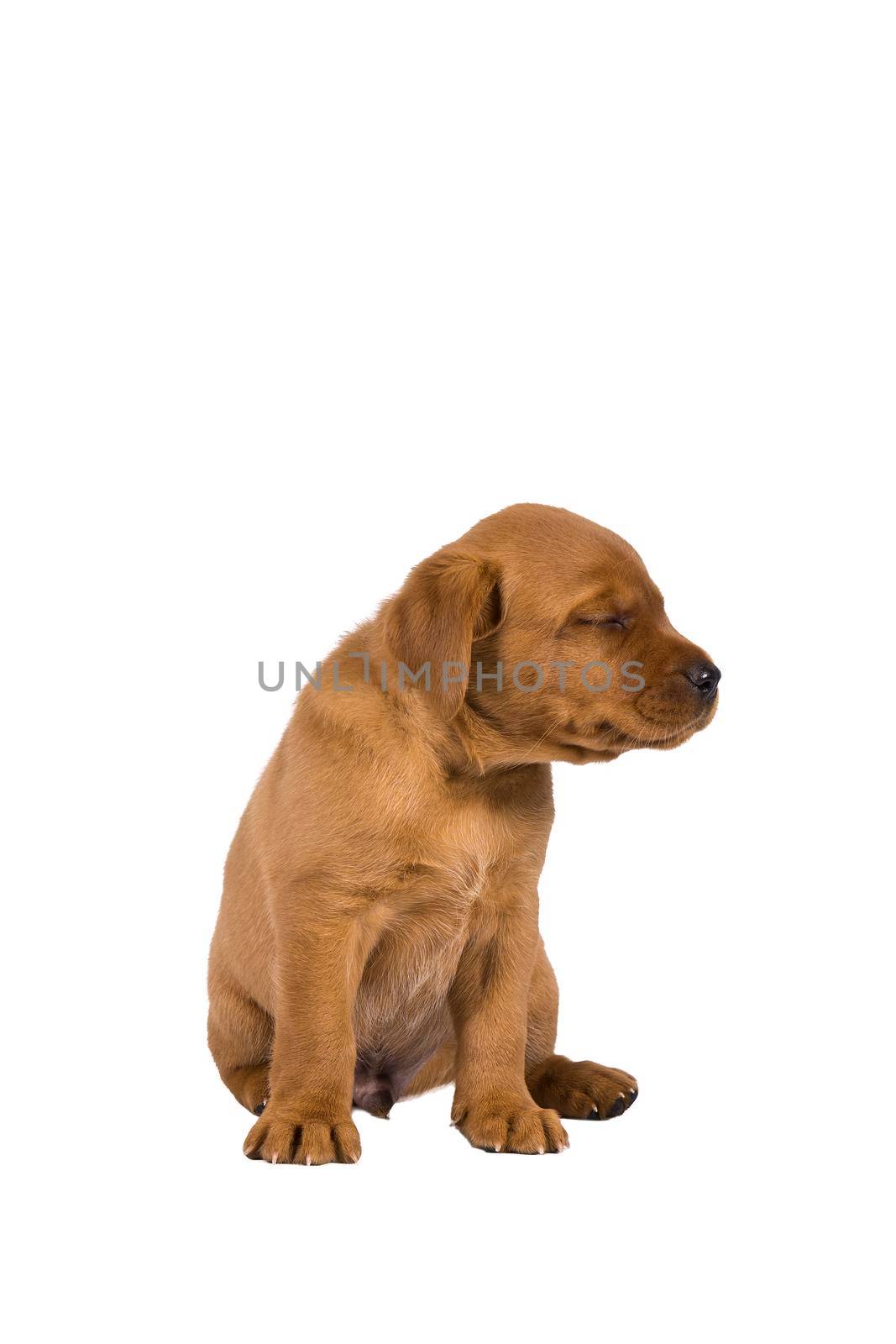 5 week old labrador puppy isolated on a white background sitting by LeoniekvanderVliet