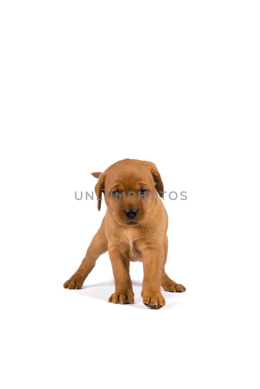 5 week old labrador puppy isolated on a white background standing