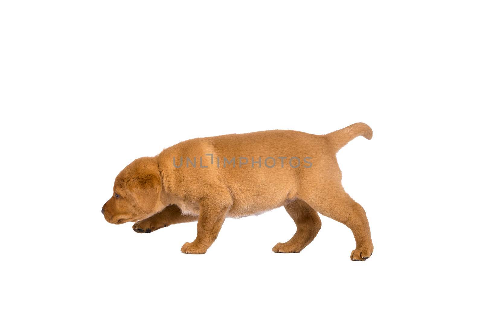 5 week old labrador puppy isolated on a white background walking away by LeoniekvanderVliet