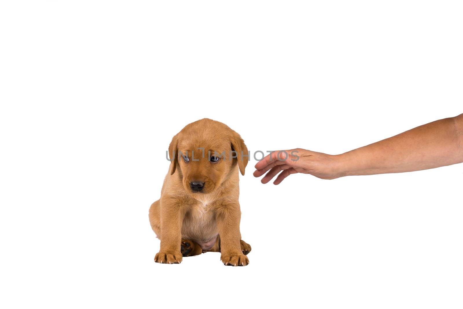 human hand stroking a 5 week old labrador puppy isolated on a white background sitting by LeoniekvanderVliet