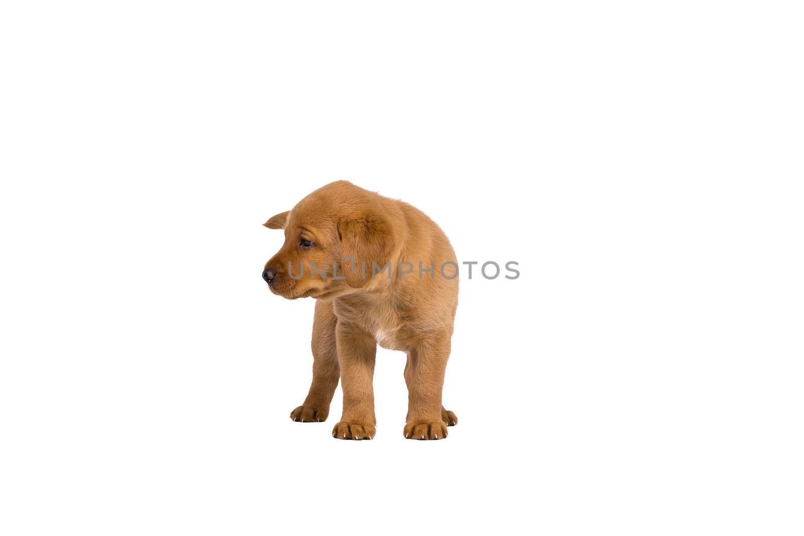 5 week old labrador puppy isolated on a white background standing by LeoniekvanderVliet