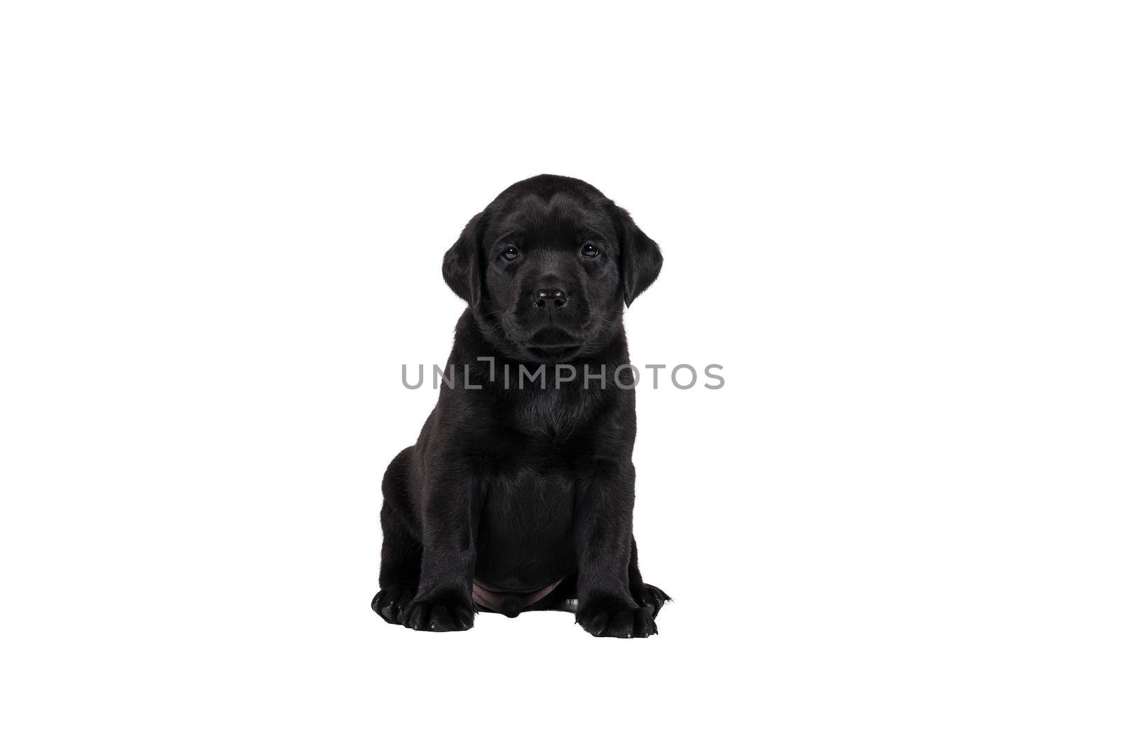 5 week old labrador puppy isolated on a white background sitting by LeoniekvanderVliet