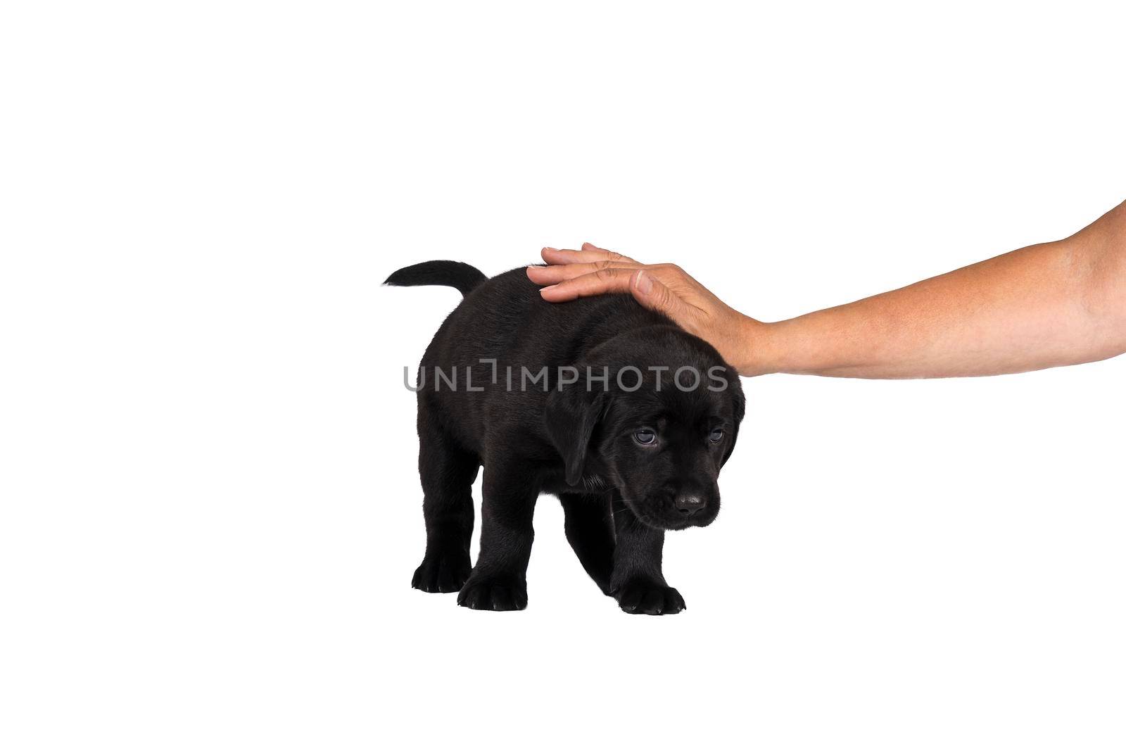 human hand stroking a  5 week old labrador puppy isolated on a white background standing