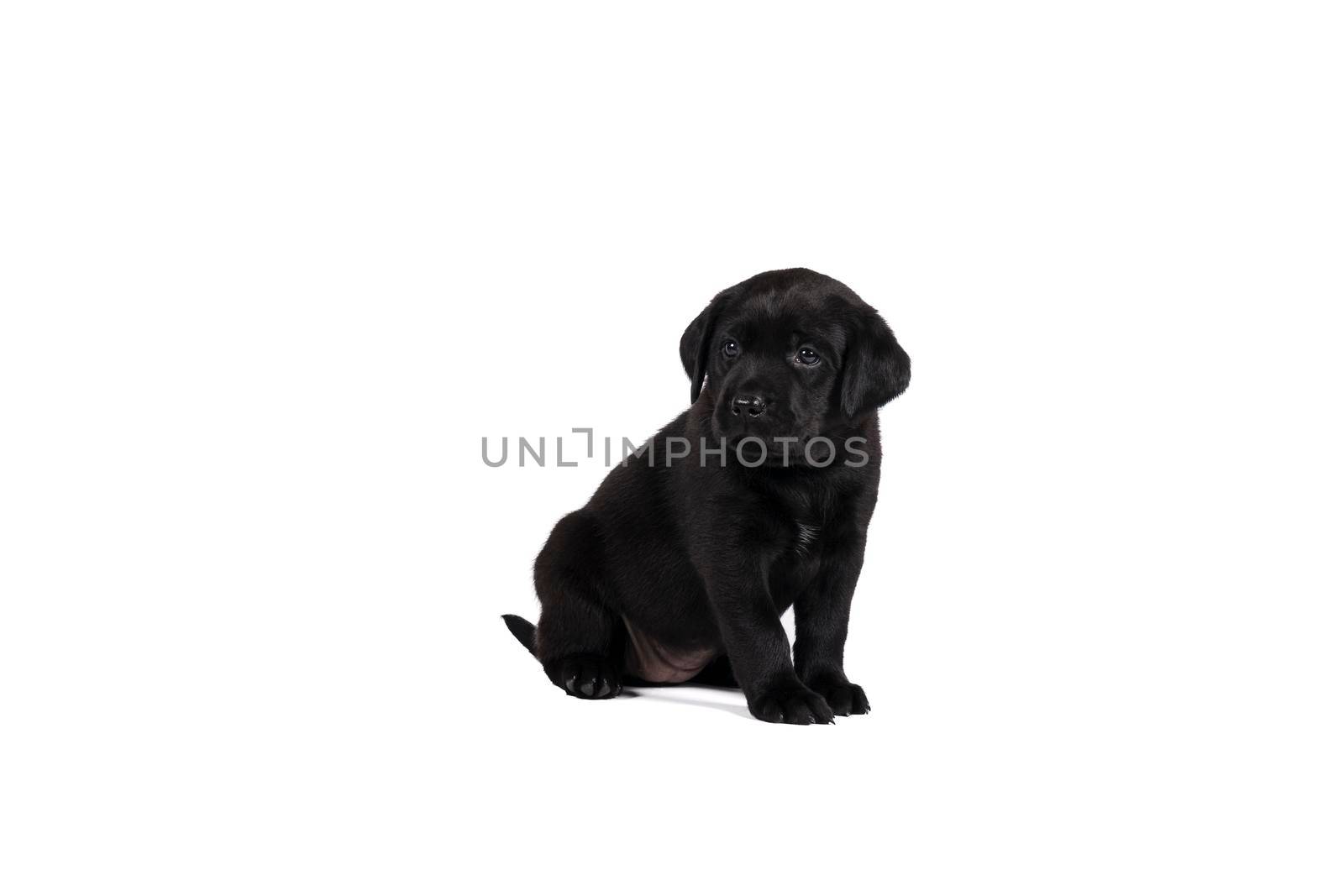 5 week old labrador puppy isolated on a white background sitting by LeoniekvanderVliet