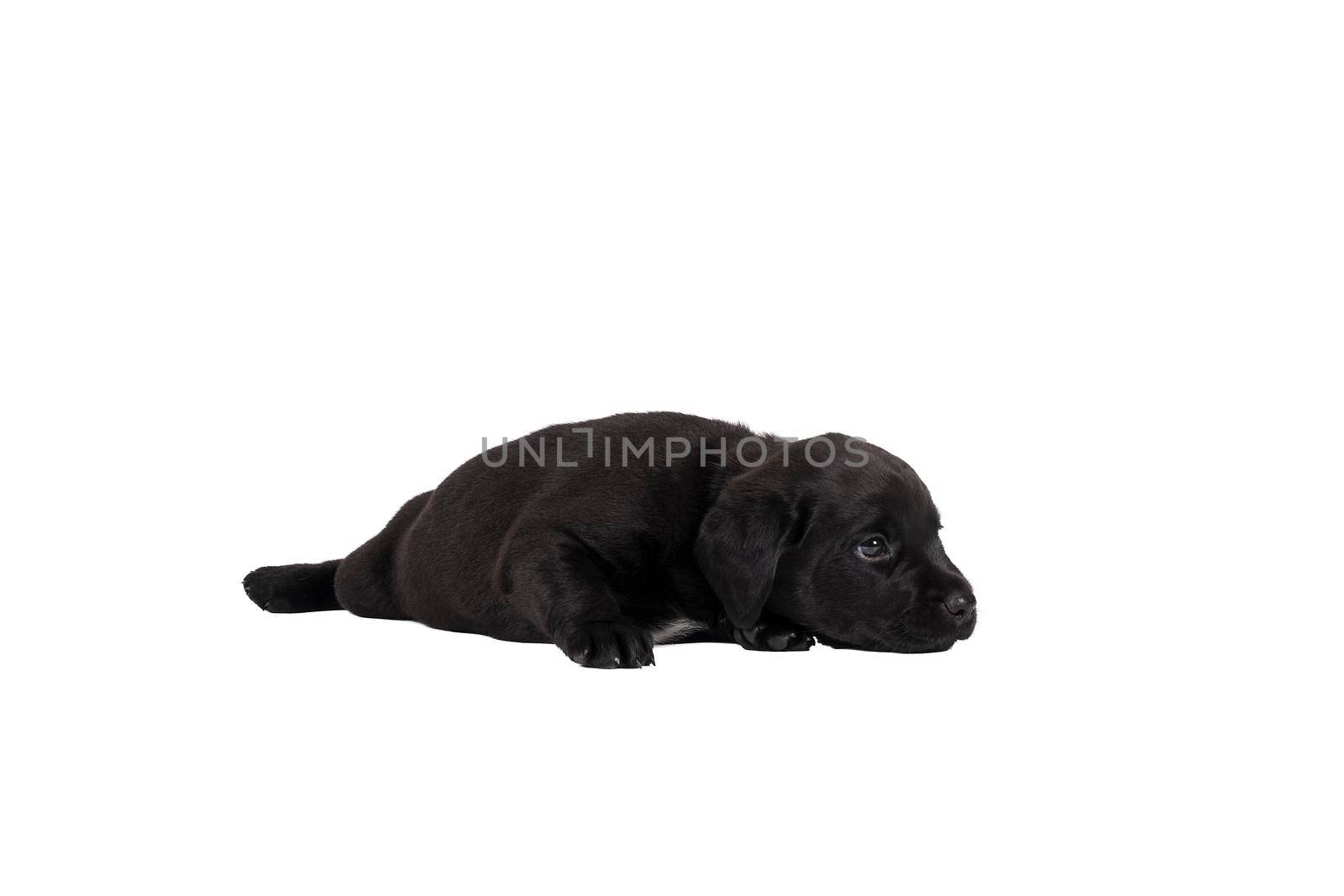 5 week old labrador puppy isolated on a white background lying down by LeoniekvanderVliet