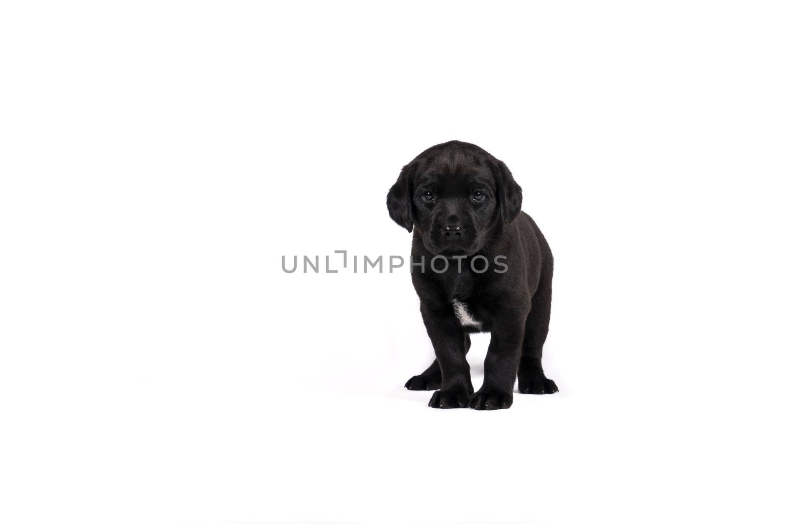 5 week old labrador puppy isolated on a white background standing by LeoniekvanderVliet