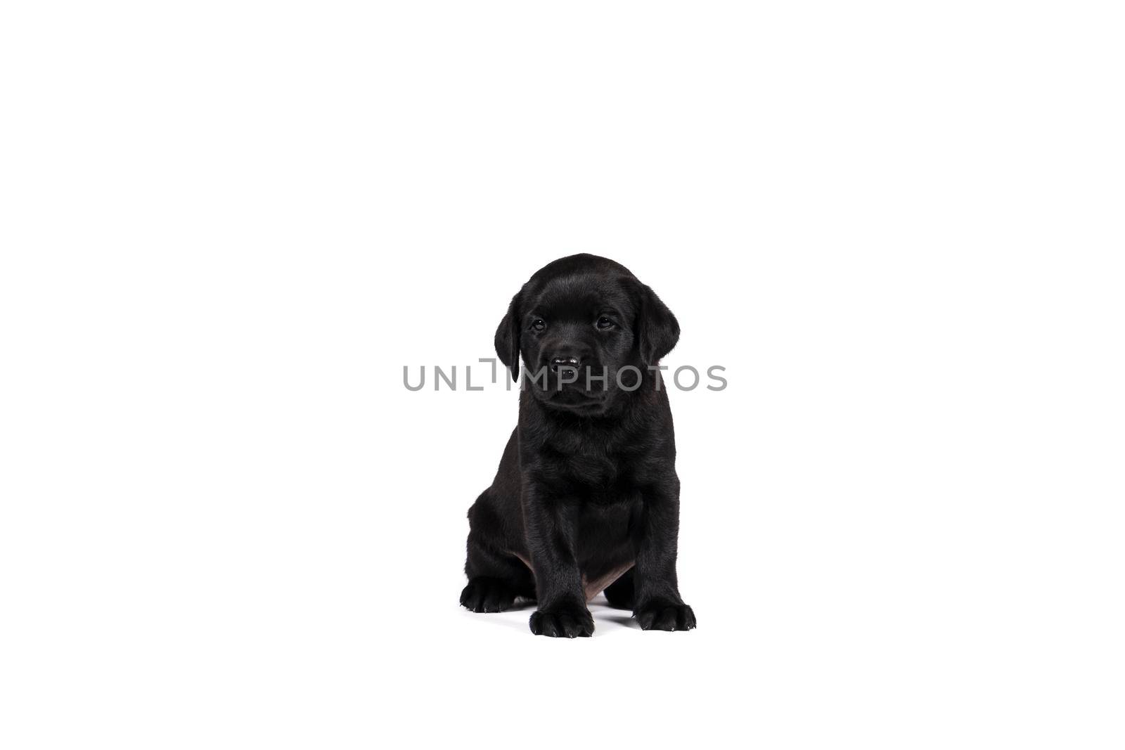 5 week old labrador puppy isolated on a white background sitting by LeoniekvanderVliet