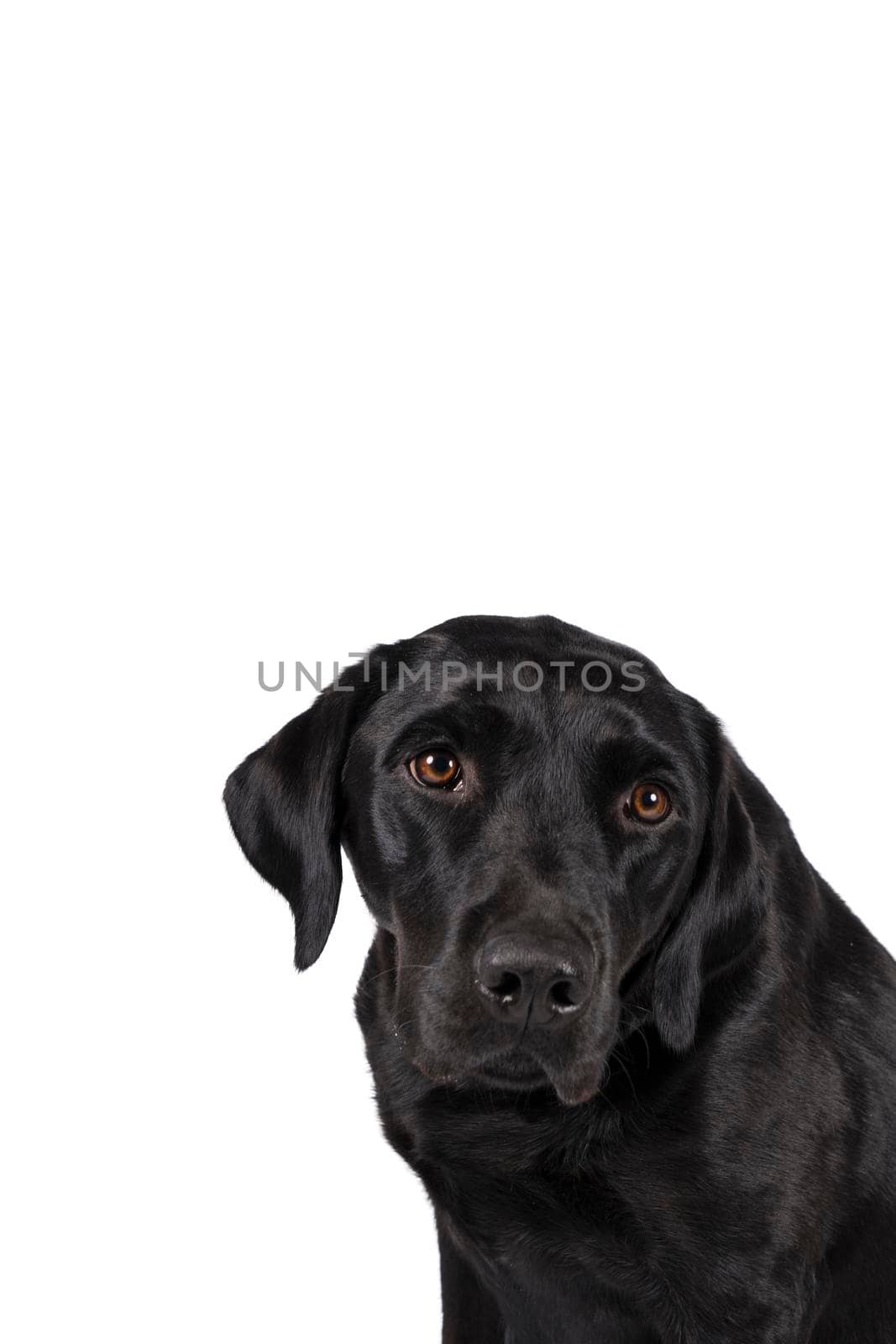 Portrait of the head of a female black labrador retriever dog isolated on a white background by LeoniekvanderVliet