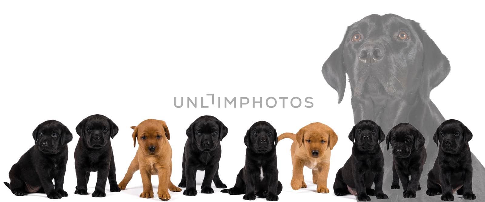 a large Banner with black and blonde labrador retriever puppy's  isolated on white background