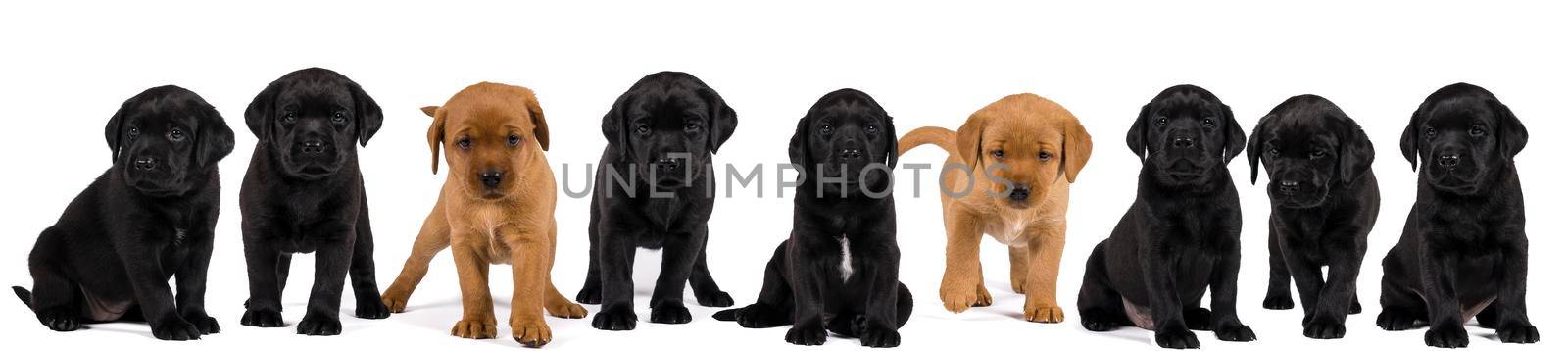 Banner with black and blonde labrador retriever puppy's  isolated on white background