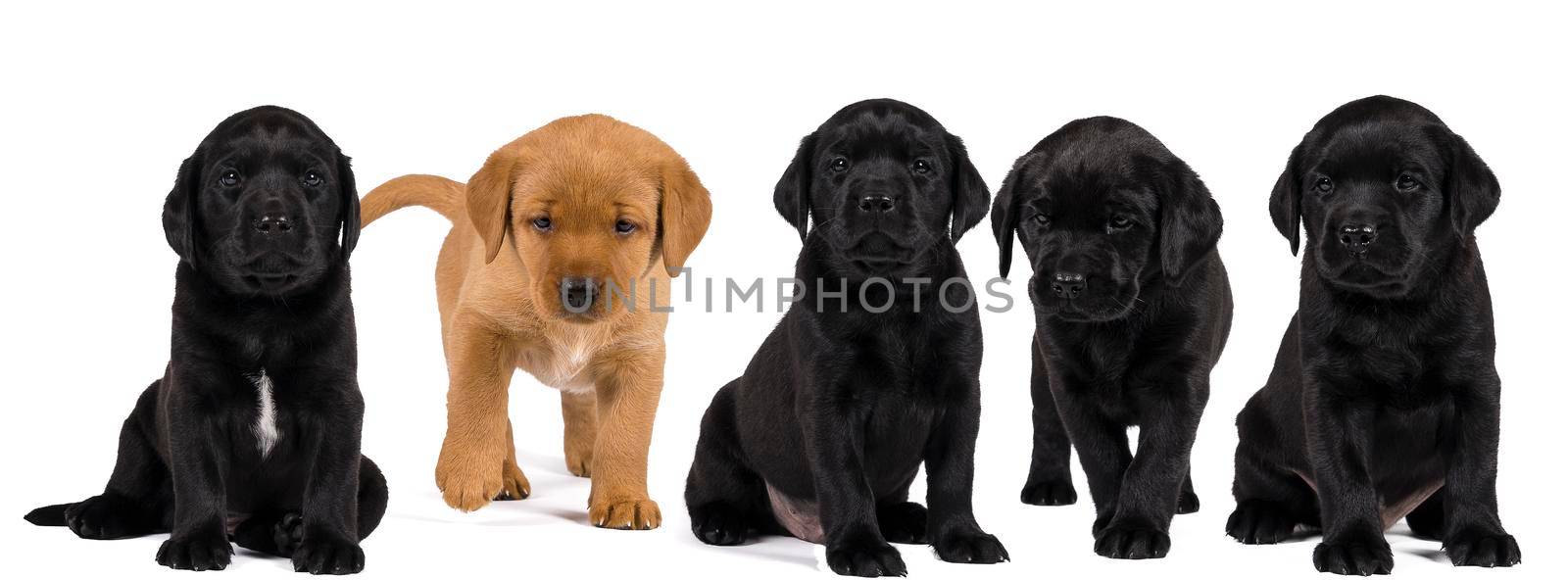 Banner with black and blonde labrador retriever puppy's  isolated on white background