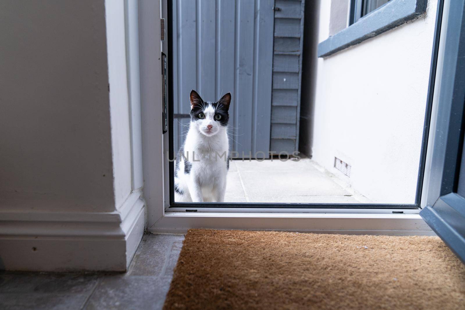 Black and white domestic cat sitting on the doorstep in front of the kitchendoor, waiting and asking to be let in