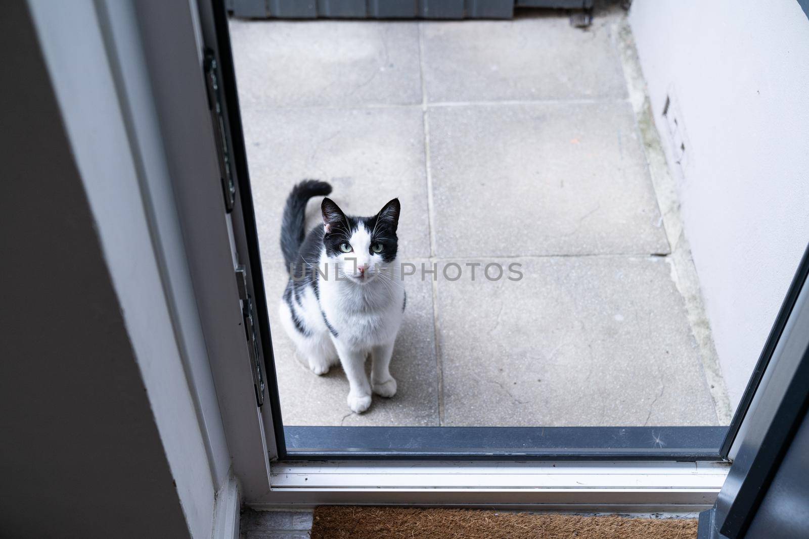 Black and white domestic cat sitting on the doorstep in front of the kitchendoor, waiting and asking to be let in