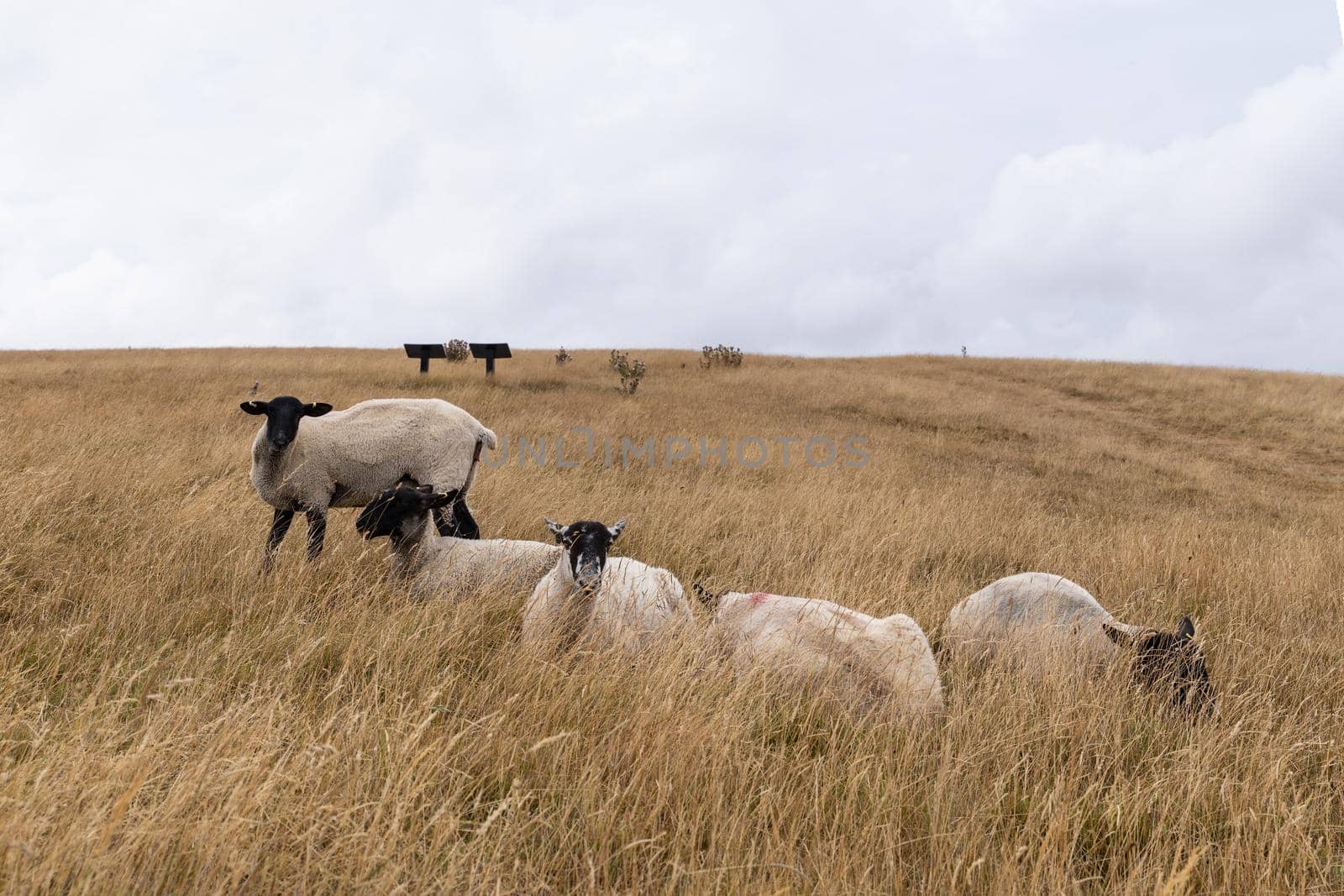 Sheep grazing in the English landscape  at Maiden Castle near Dorchester Dorset Great Britain in the summer