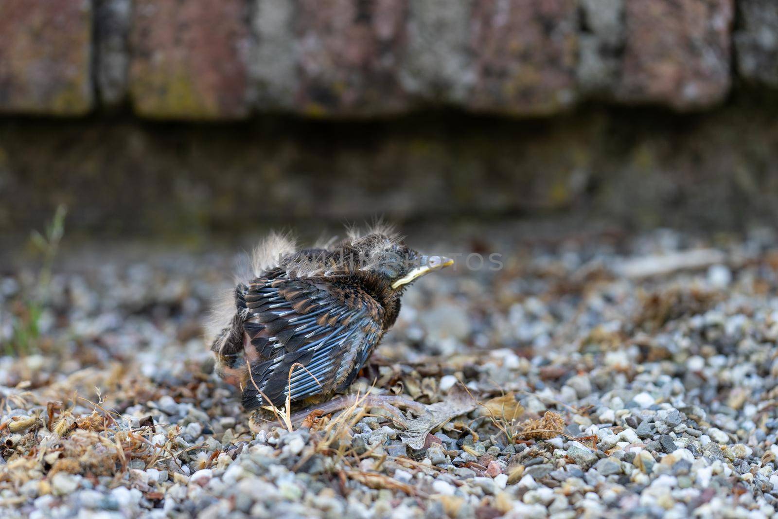 Close up of a young Blackbird (Turdus merula) after falling out of the nest