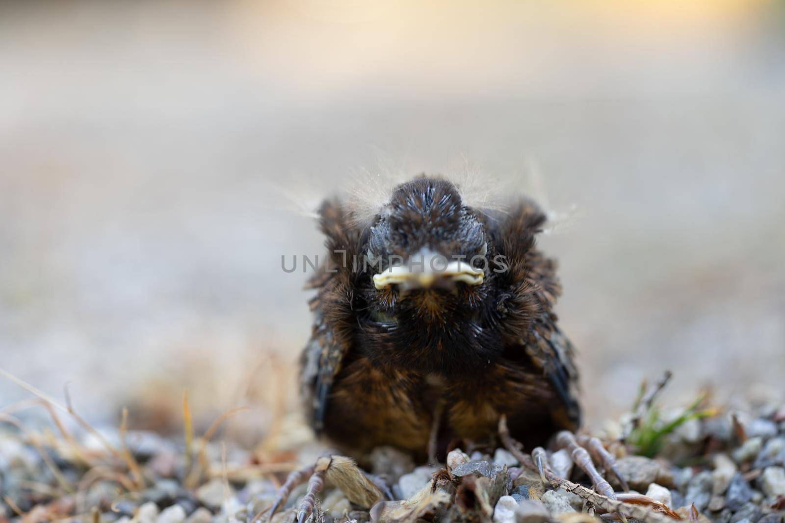 Close up of a young Blackbird (Turdus merula) after falling  out of the nest. by LeoniekvanderVliet