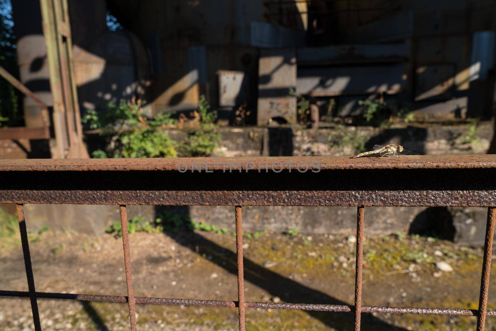 Common darter dragonfly ( Sympetrum striolatum ) sitting at a rusty metal fence at Duisburg Landschafts Park Germany in the sunlight