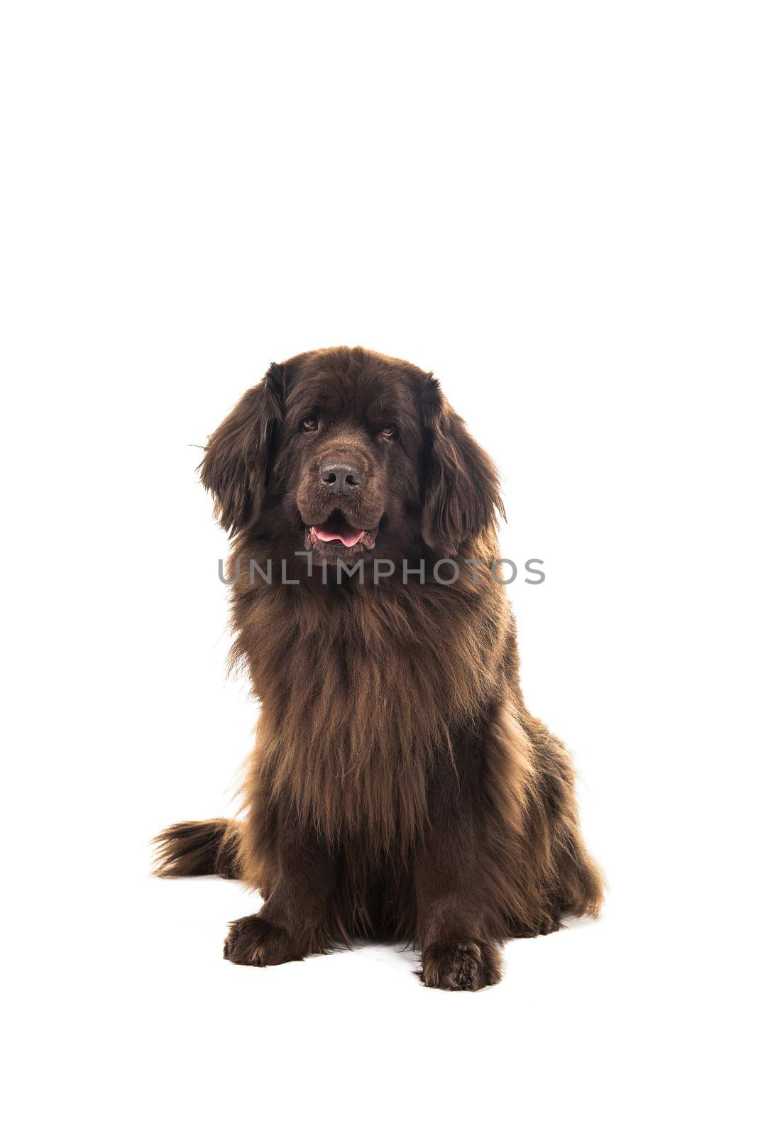 Big brown New Foundland dog sitting looking at the camera isolated on a white background