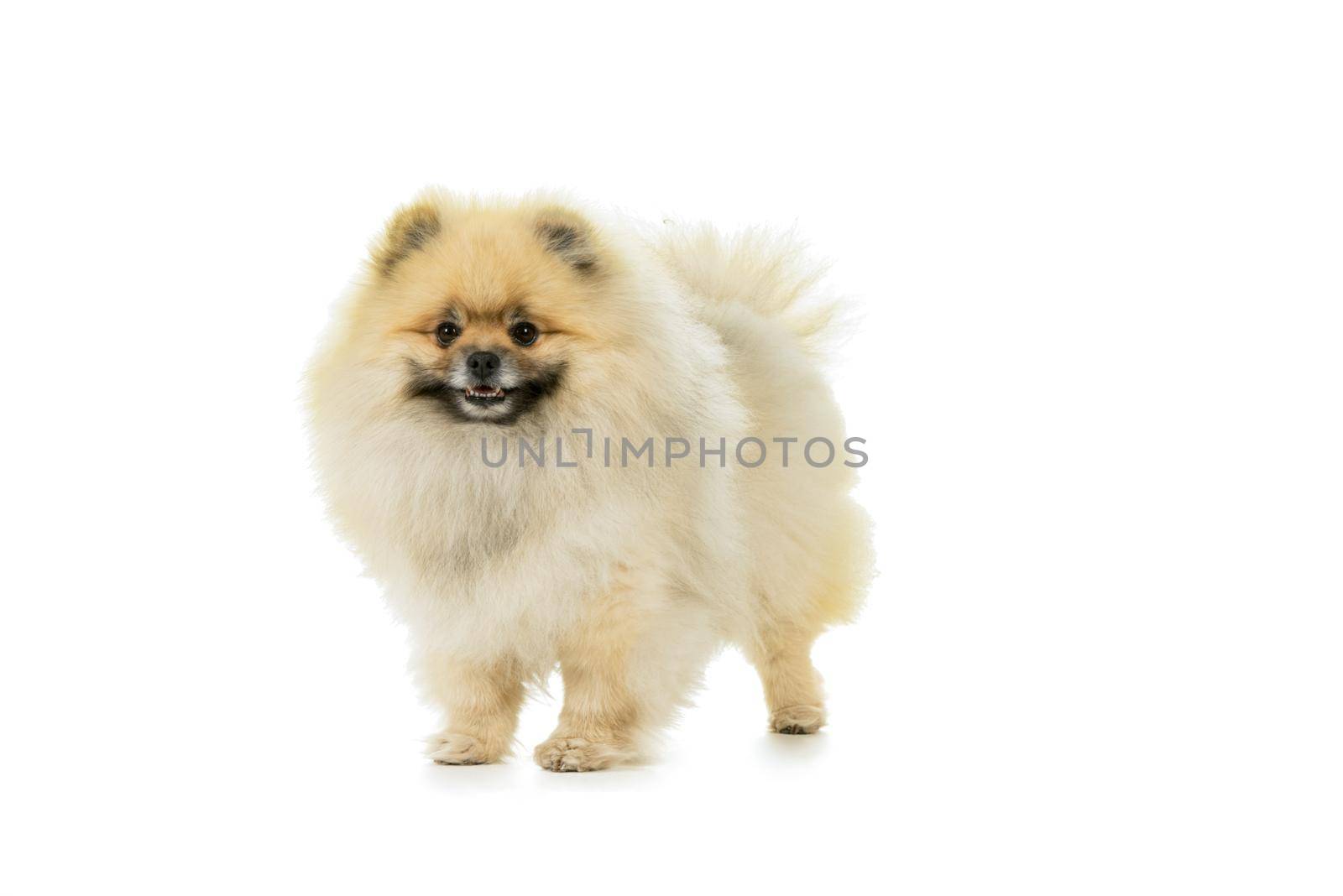 Cream and white Pomeranian - Dwarf Spitz dog isolated on a white background by LeoniekvanderVliet