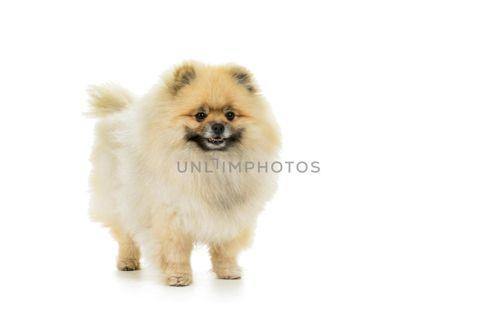 Cream and white Pomeranian - Dwarf Spitz dog isolated on a white background by LeoniekvanderVliet