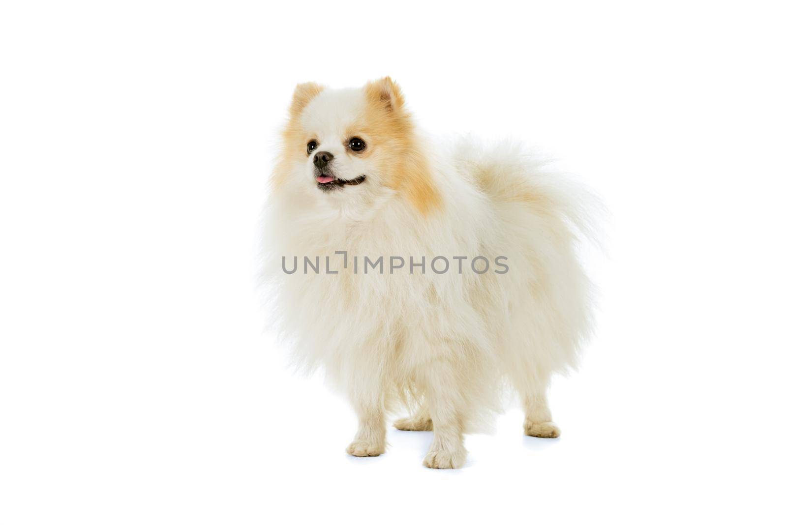 Cream and white Pomeranian - Dwarf Spitz dog isolated on a white background