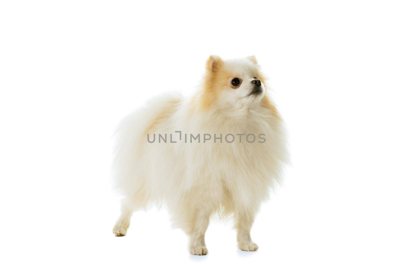 Cream and white Pomeranian - Dwarf Spitz dog isolated on a white background by LeoniekvanderVliet