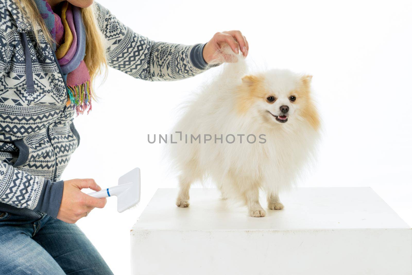 Grooming and combing of a cream and white Pomeranian - Dwarf Spitz dog isolated on a white background