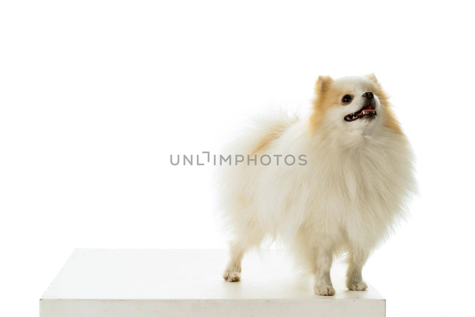 Cream and white Pomeranian - Dwarf Spitz dog isolated on a white background by LeoniekvanderVliet