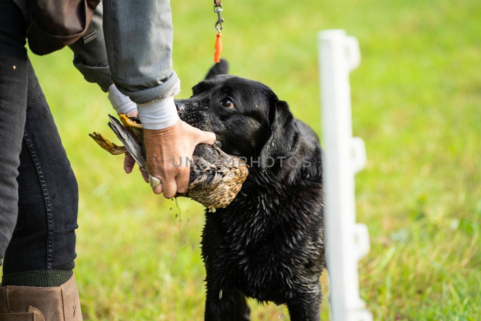 Black labrador at a hunting dog test holding a duck as aport with his owner the hunter looking up by LeoniekvanderVliet