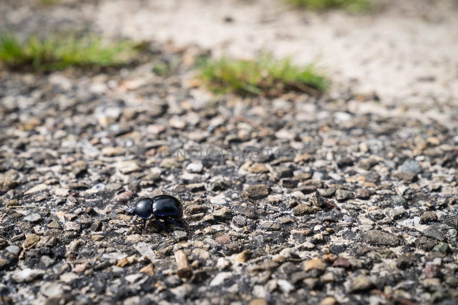 Dung beetle walking across a path in a heather flied in Den Treek The Netherlands by LeoniekvanderVliet