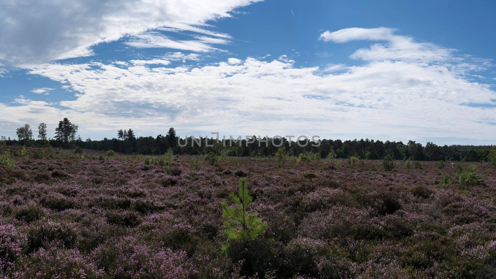 Colourful heather landscape with small spur trees and blue sky and clouds at the nature reserve Den Treek, Woudenberg, The Netherlands