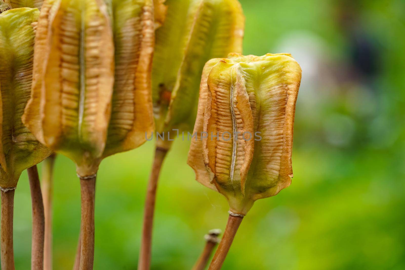 Macro image of Iris seed pods in a botanic garden close up selective focu by LeoniekvanderVliet