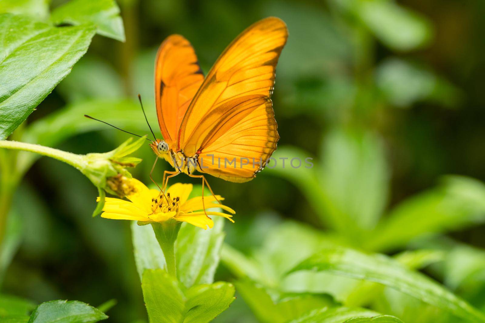 Close up of an orange Julia butterfly or Julia heliconian or the flame, or flambeau (Dryas iulia), a species of brush-footed (or nymphalid) butterfly, native from Brazil to southern Texas and Florida