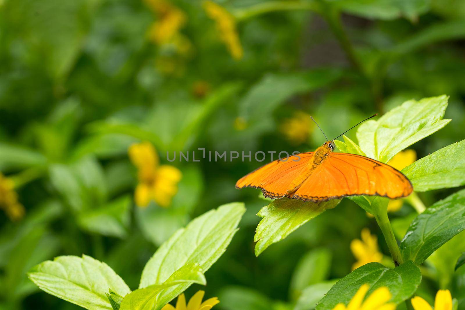 Close up of an orange Julia butterfly or Julia heliconian or the flame, or flambeau (Dryas iulia), a species of brush-footed (or nymphalid) butterfly, native from Brazil to southern Texas and Florida