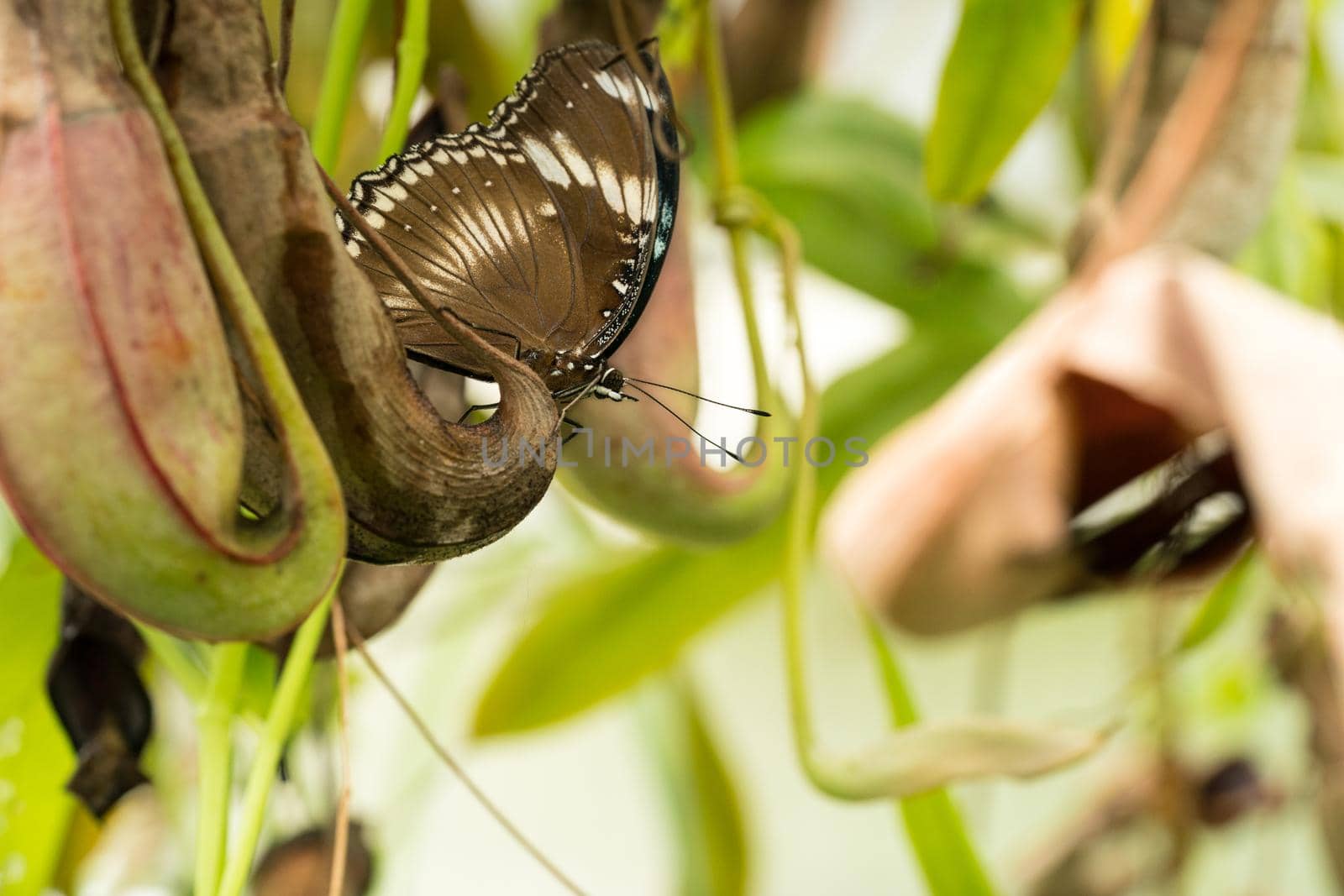 Butterfly, Morpho peleides, blue morphology with wings folded on a flesh eating carnivorous plant, macro image by LeoniekvanderVliet