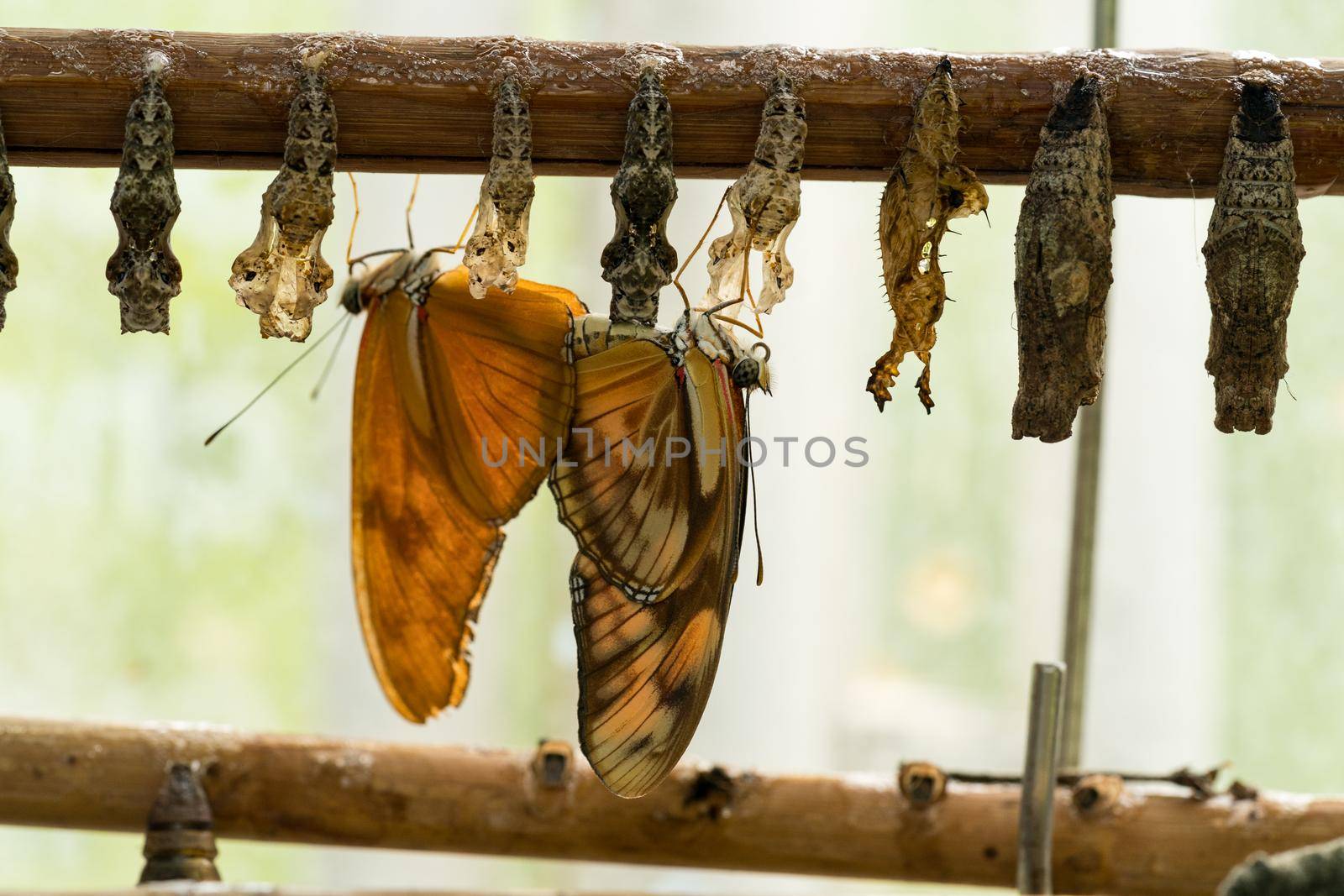 Close up of a copulating couple of orange Julia butterfly or Julia heliconian, the flame Dryas iulia with haning cocoons or pupa by LeoniekvanderVliet