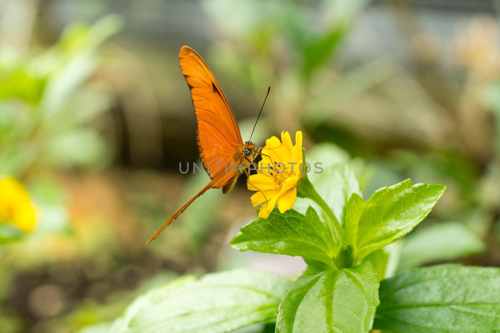 Close up of an orange Julia butterfly or Julia heliconian or the flame, or flambeau Dryas iulia by LeoniekvanderVliet