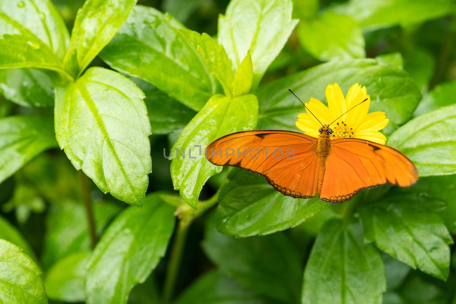 Close up of an orange Julia butterfly or Julia heliconian or the flame, or flambeau (Dryas iulia), a species of brush-footed (or nymphalid) butterfly, native from Brazil to southern Texas and Florida