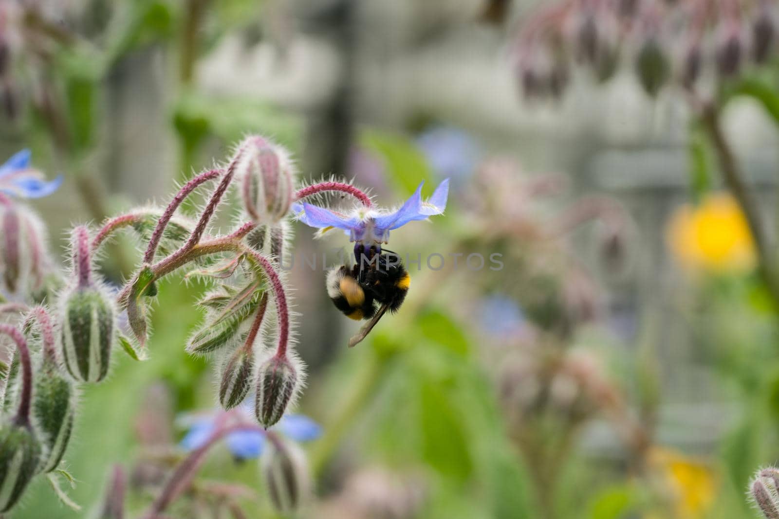 Bee on a flower of borago officinalis, also known as starflower, is an annual herb in the flowering plant family Boraginaceae