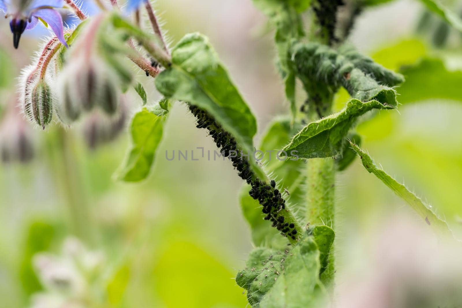 Aphids are a parasitic insect that sucks juice from plants on a starflower or borago plant macro by LeoniekvanderVliet