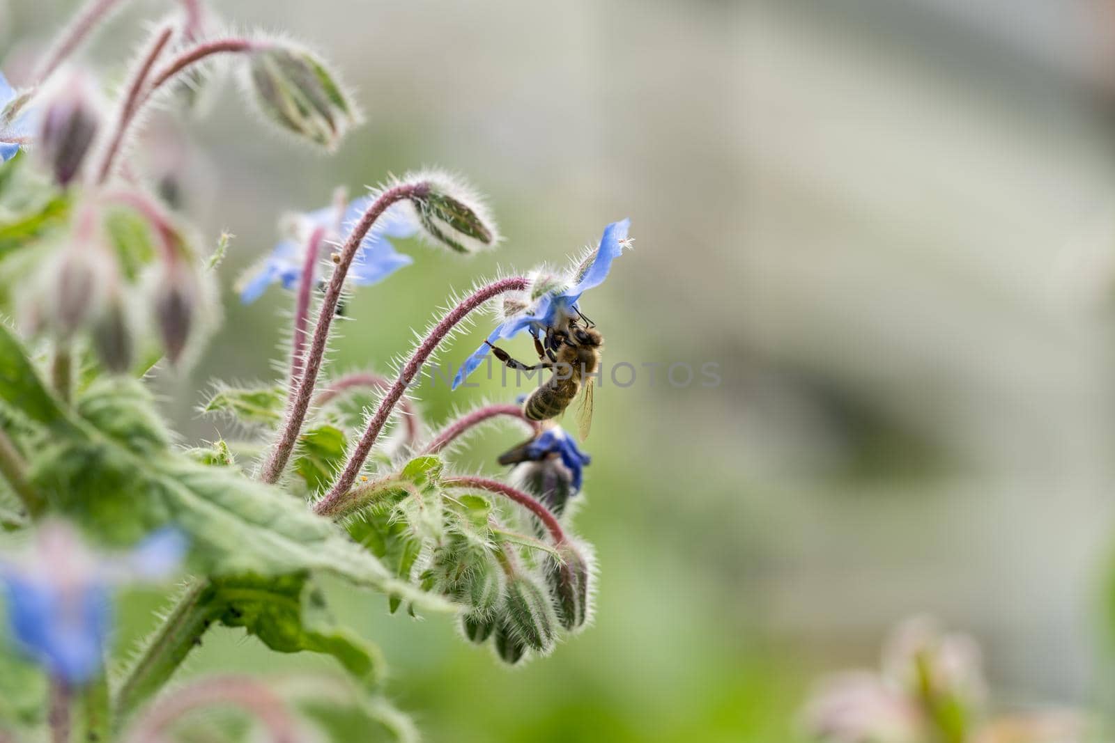 Bee on a flower of borago officinalis, also known as a starflower, is an annual herb in the flowering plant family Boraginaceae by LeoniekvanderVliet