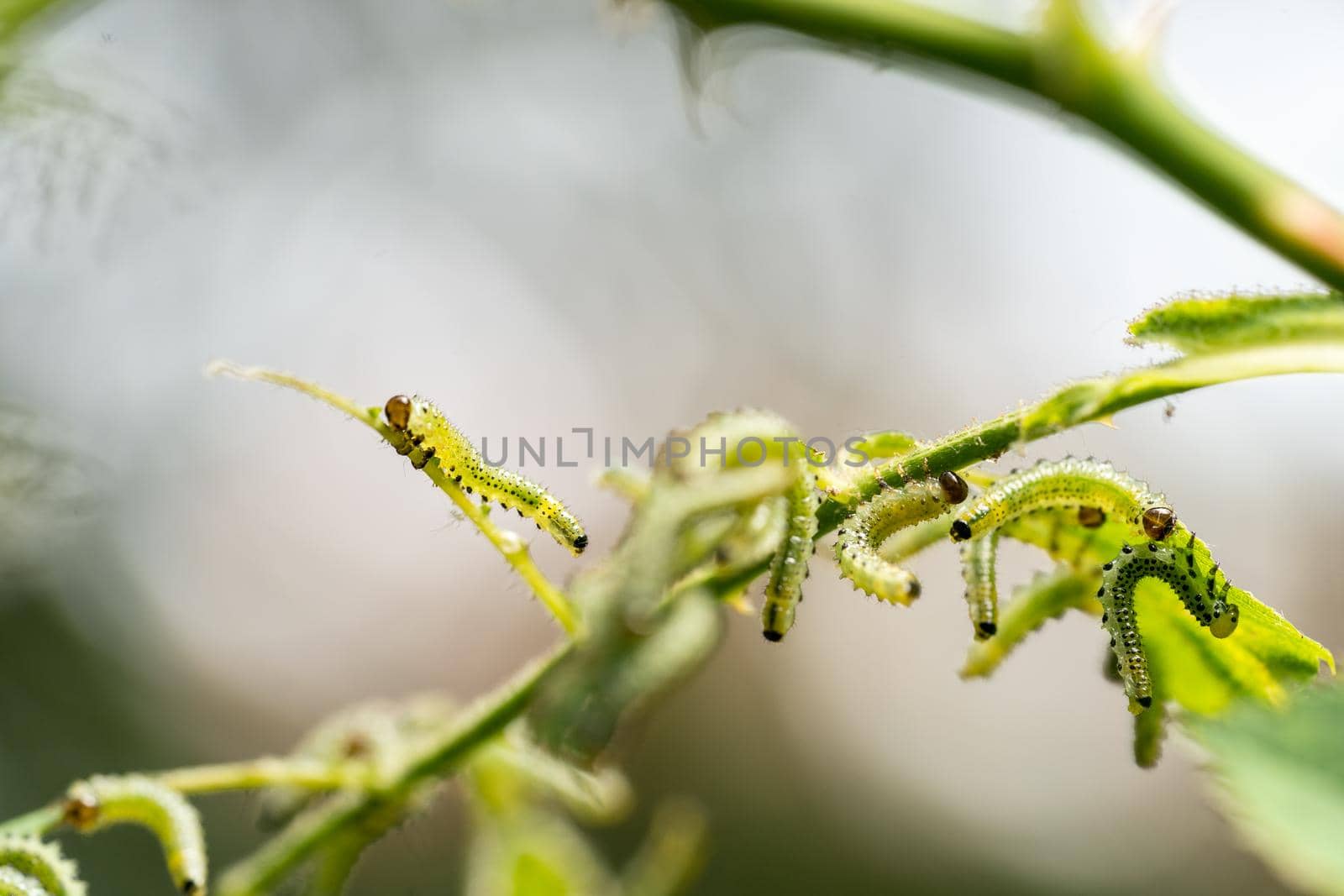 Green brownish yellow caterpillars with black spots - Larvae of the Sawfly leaves macro