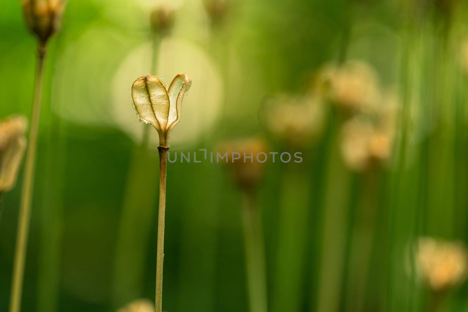 Grass seed pod macro close up with bokeh background