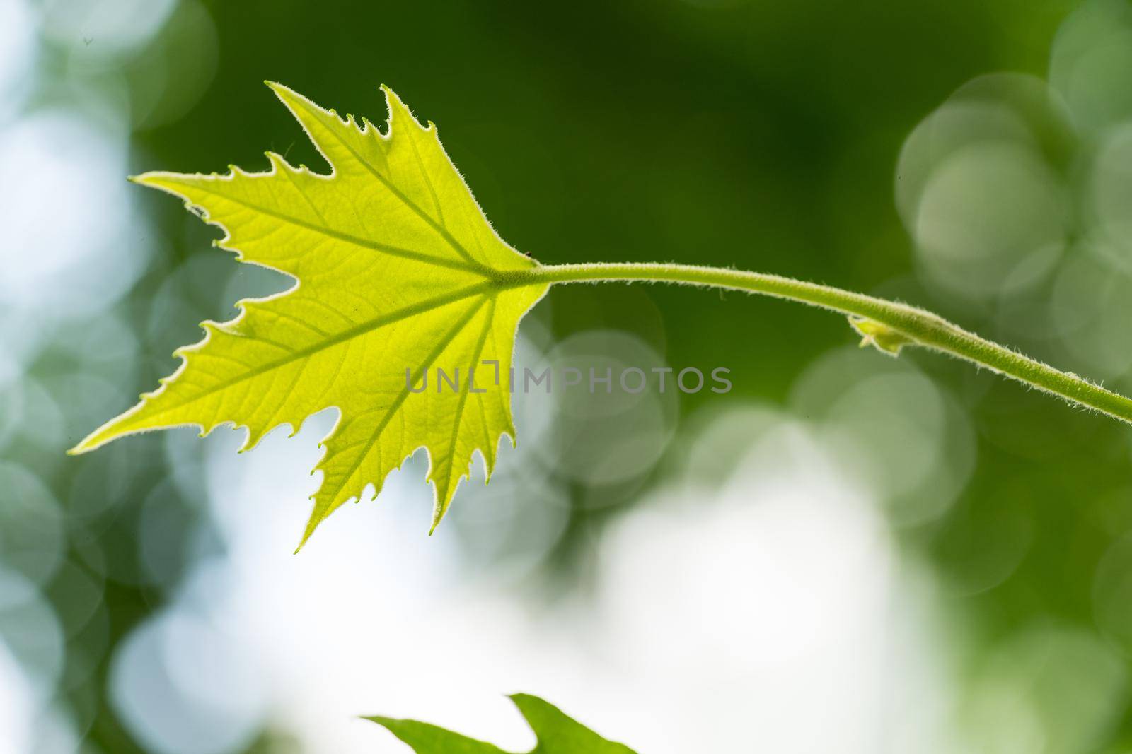 Nature Background. Green Leaves and Sunbeams bokeh background