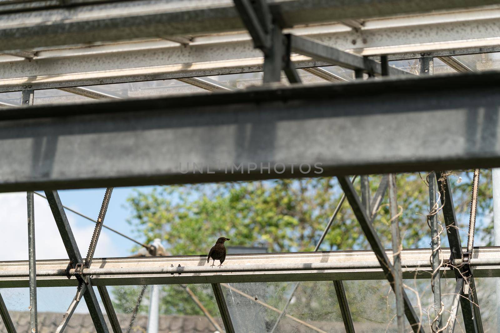 Female blackbird with a insect food for her young sitting on a ledge inside greenhouse