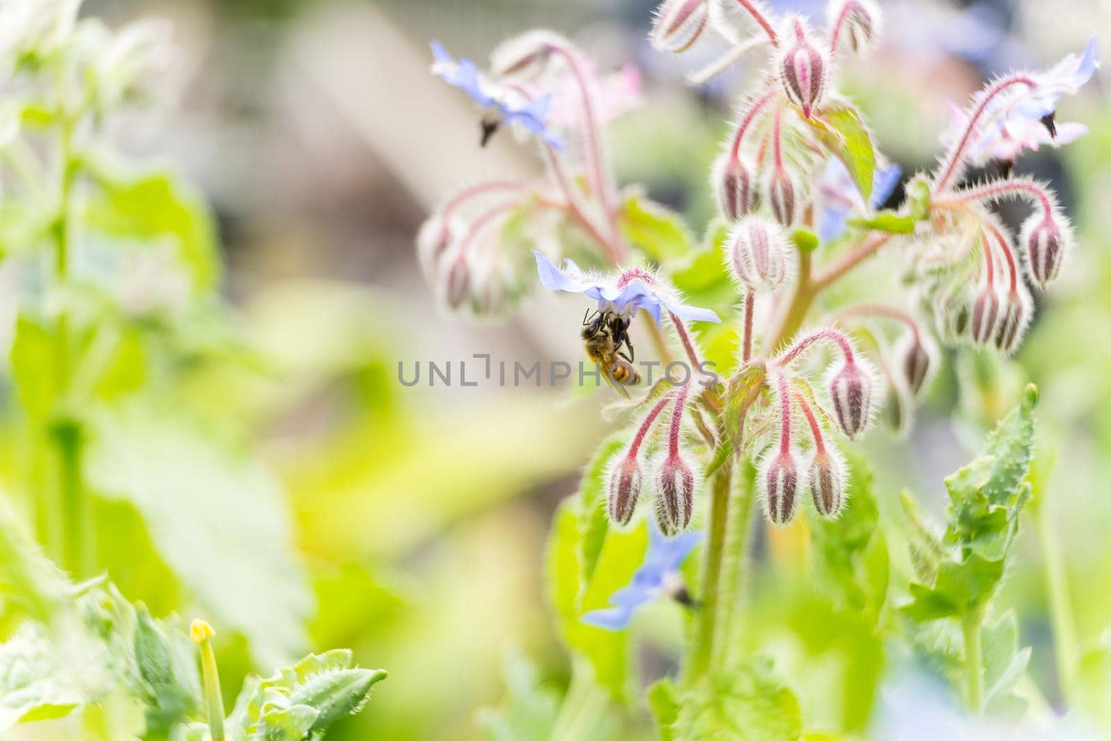 Bee on a flower of borago officinalis, also known as starflower, is an annual herb in the flowering plant family Boraginaceae