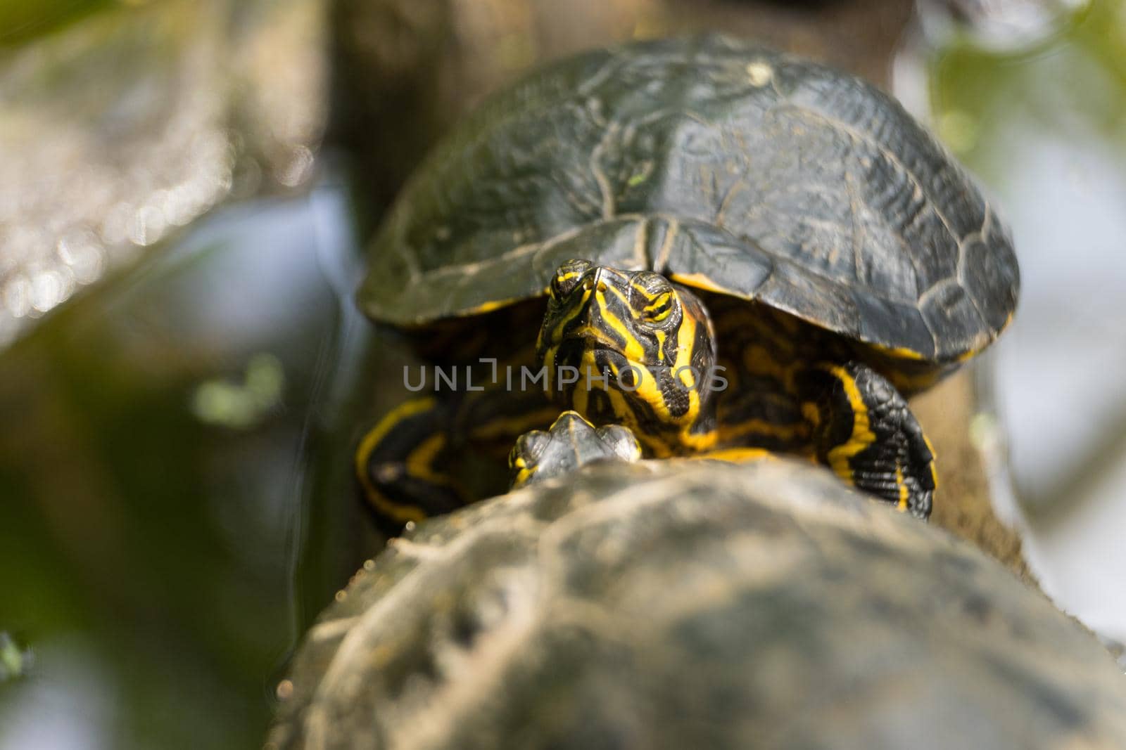 Red Eared Slider Turtles lying on a log basking in the sun close up