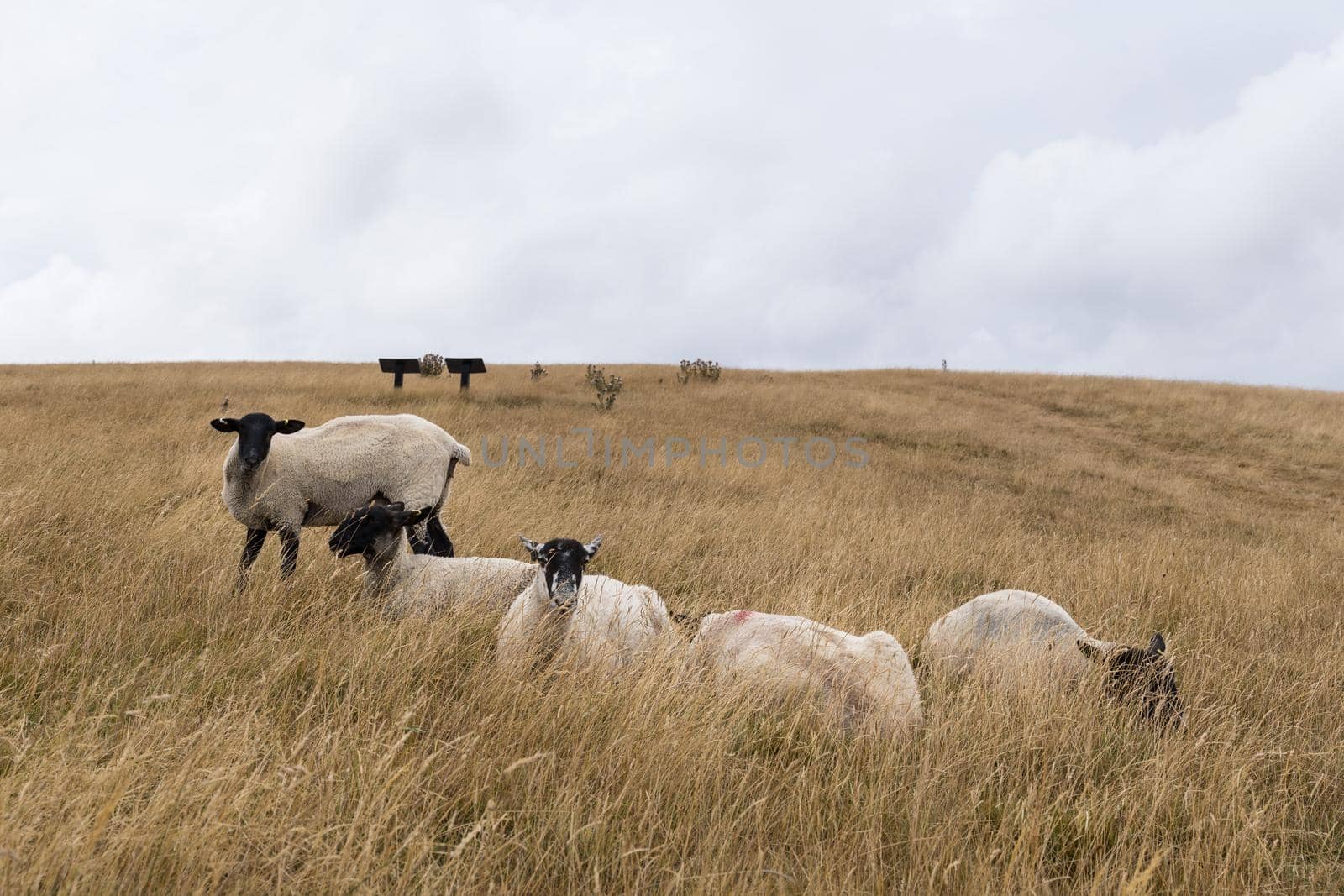 Sheep grazing in the English landscape at Maiden Castle near Dorchester Dorset Great Britain in summer